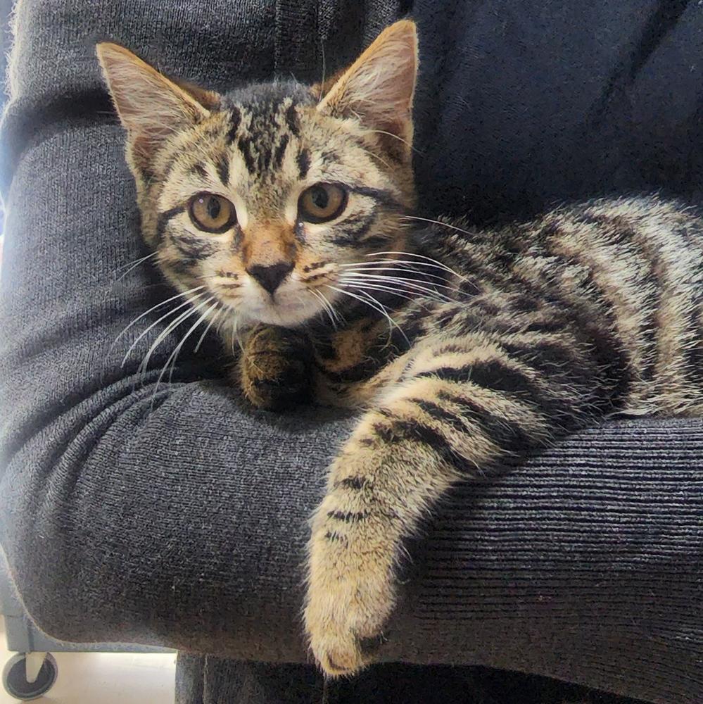 SPCA rescue tabby kitten in the arms of a caring human