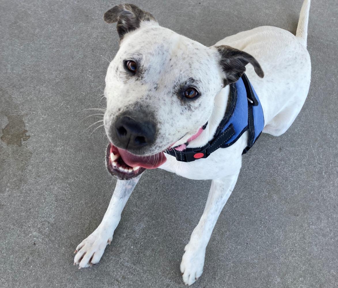 SPCA rescue dog white with black nose
