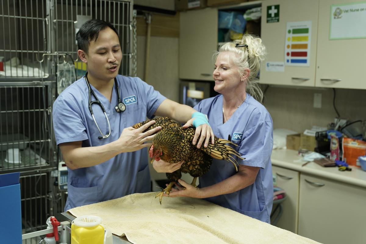 Faces of SPCA Rescue: meet Vet Nathan