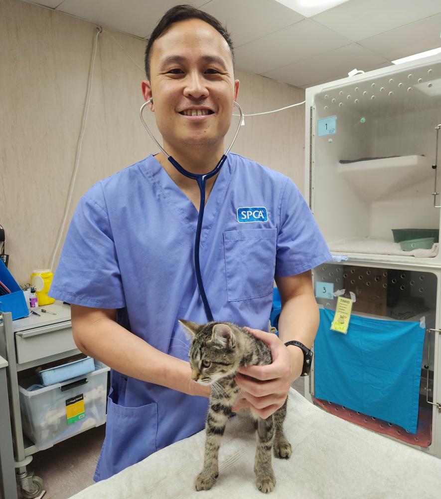 SPCA vet Nathan helps a sick kitten