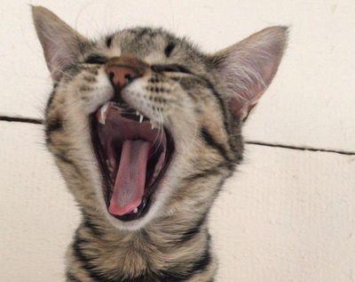 Success Story: Dixie