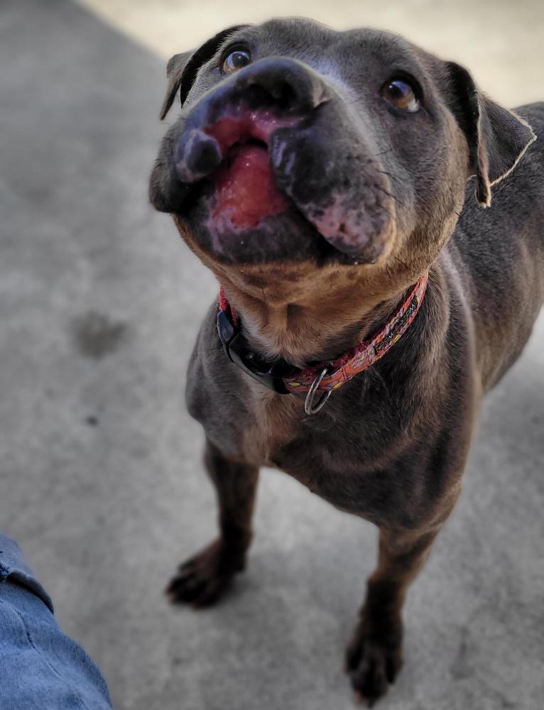 When first found, Bluebell had a terrible facial injury. 