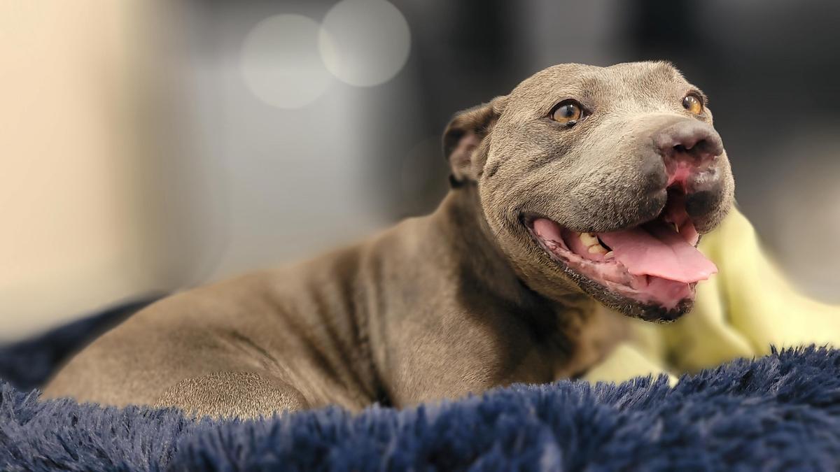 From rescued to rehomed: Bluebell's story