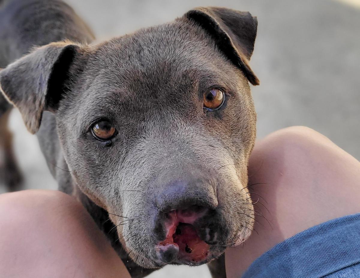 Bluebell remained friendly and affectionate throughout her ordeal.