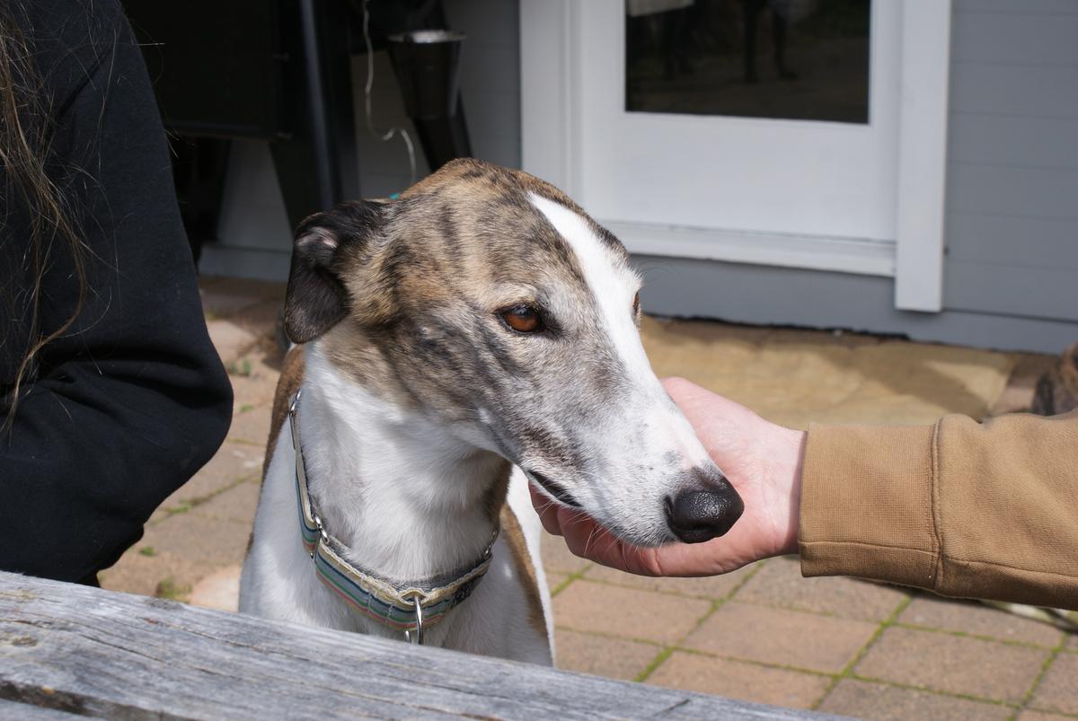 Government turns blind eye to greyhound suffering as decision swept under ‘post-election’ rug 