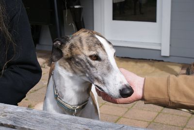 Government turns blind eye to greyhound suffering as decision swept under ‘post-election’ rug 