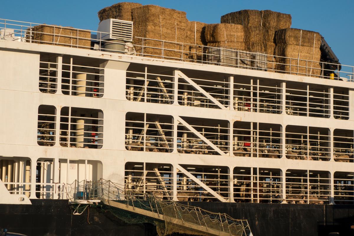 Live export ships like this one will no longer be departing New Zealand.