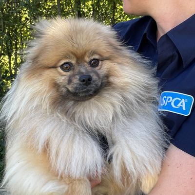 Pomeranian breeder prosecuted by SPCA for failing to care for injured animal