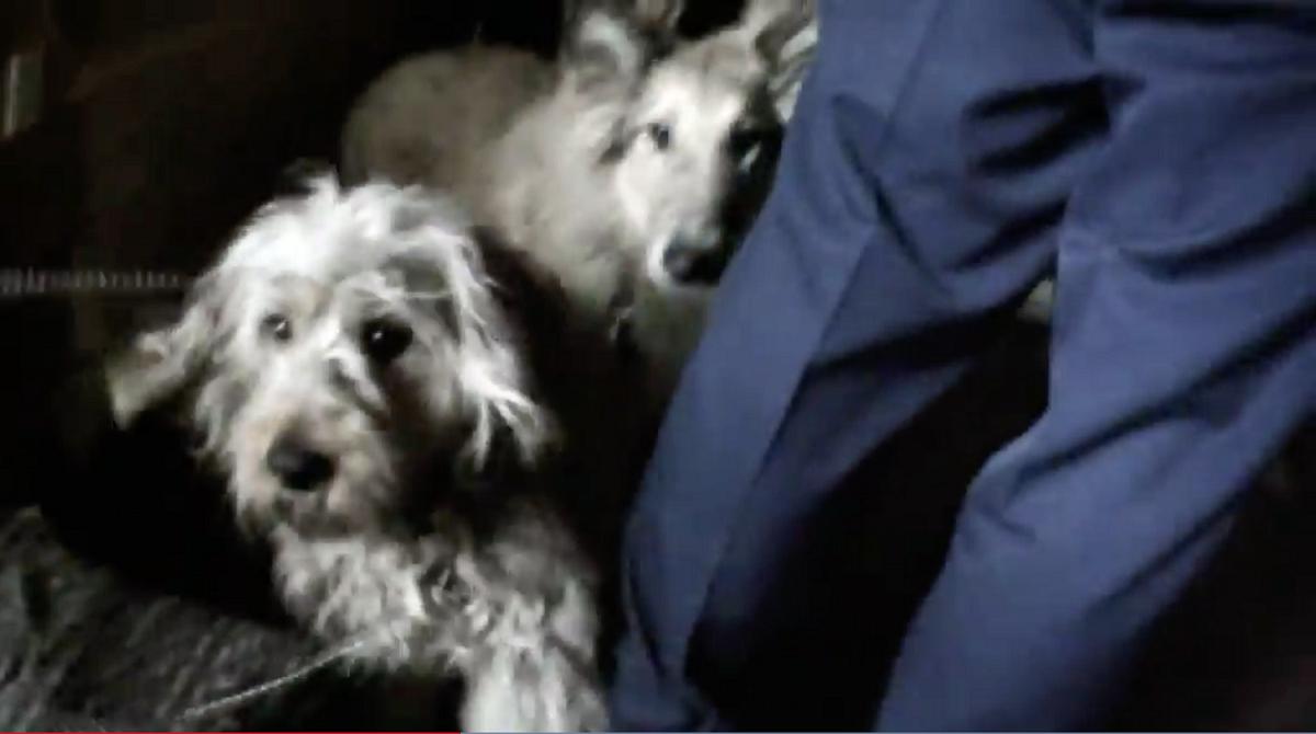 SPCA prosecutes recidivist animal hoarder 