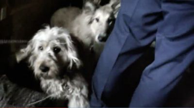 SPCA prosecutes recidivist animal hoarder 