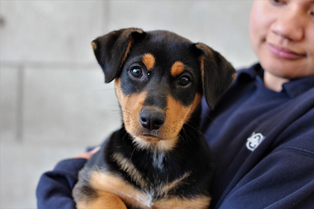 Two out of three Kiwis hugely underestimate running costs of SPCA