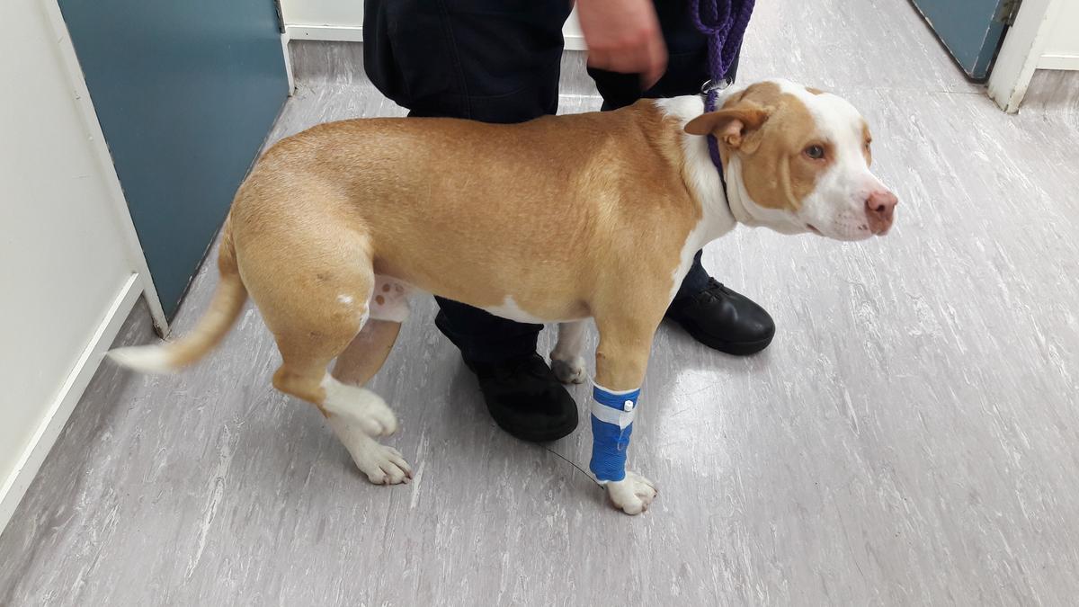 SPCA prosecution: man jailed for beating his dog