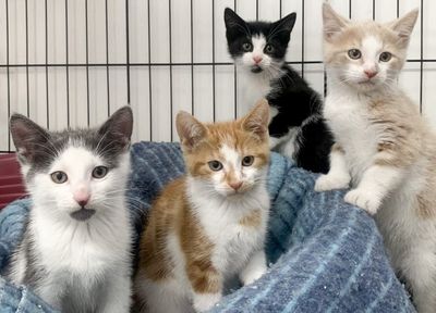 SPCA offers half-price adoptions across entire country in a plea to help overflowing shelters 
