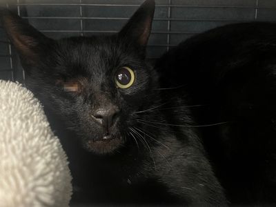 From rescued to rehomed: Steve's story