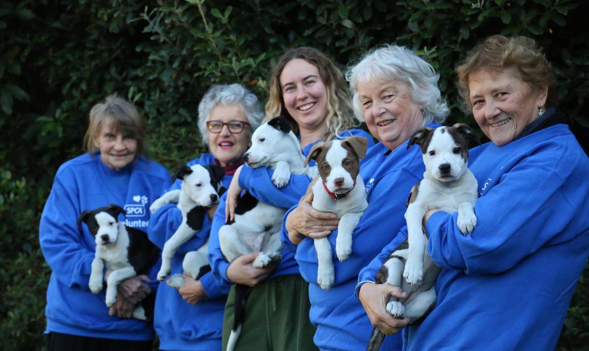 SPCA celebrates its outstanding volunteers in 2023 SPCA Purina National Volunteer Awards 