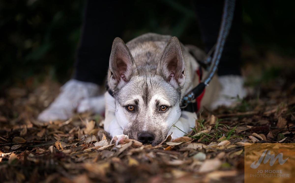 SPCA signs petition for banning the use of electric shock collars on dogs in New Zealand