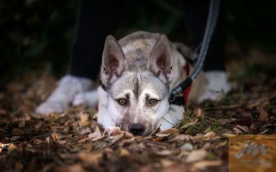 SPCA signs petition for banning the use of electric shock collars on dogs in New Zealand