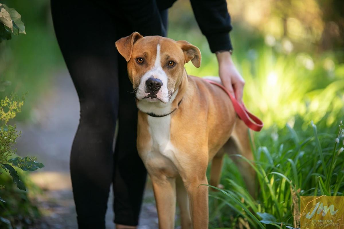 SPCA signs petition for mandatory desexing of dogs in New Zealand