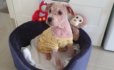 Overcoming the odds: Pickle's journey