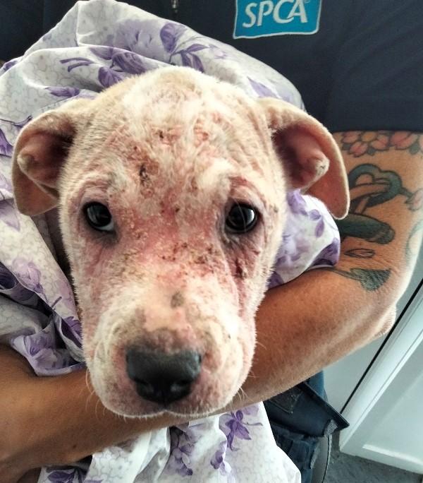 Pickle had severe mange when she first came into our care.