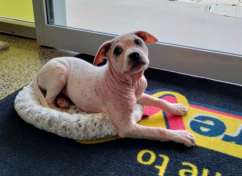 Pickle had regular visits to CareVets Horsham Downs.