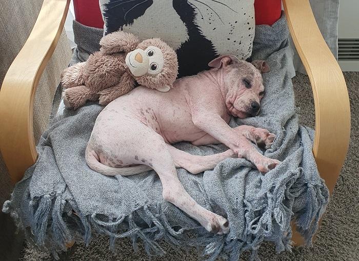 Pickle spent time in loving foster care.