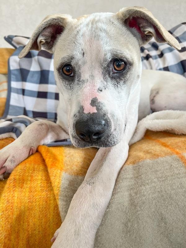 Pickle is waiting for her forever home. 