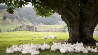 The Coffee Club supporting a better life for chickens