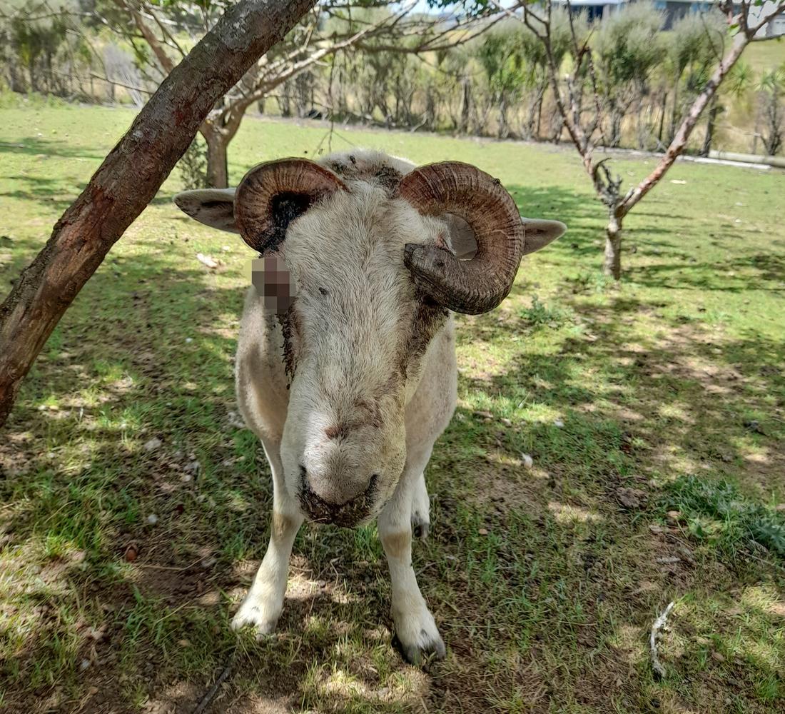 SPCA prosecutes man over ram’s ‘horrific’ horn injury