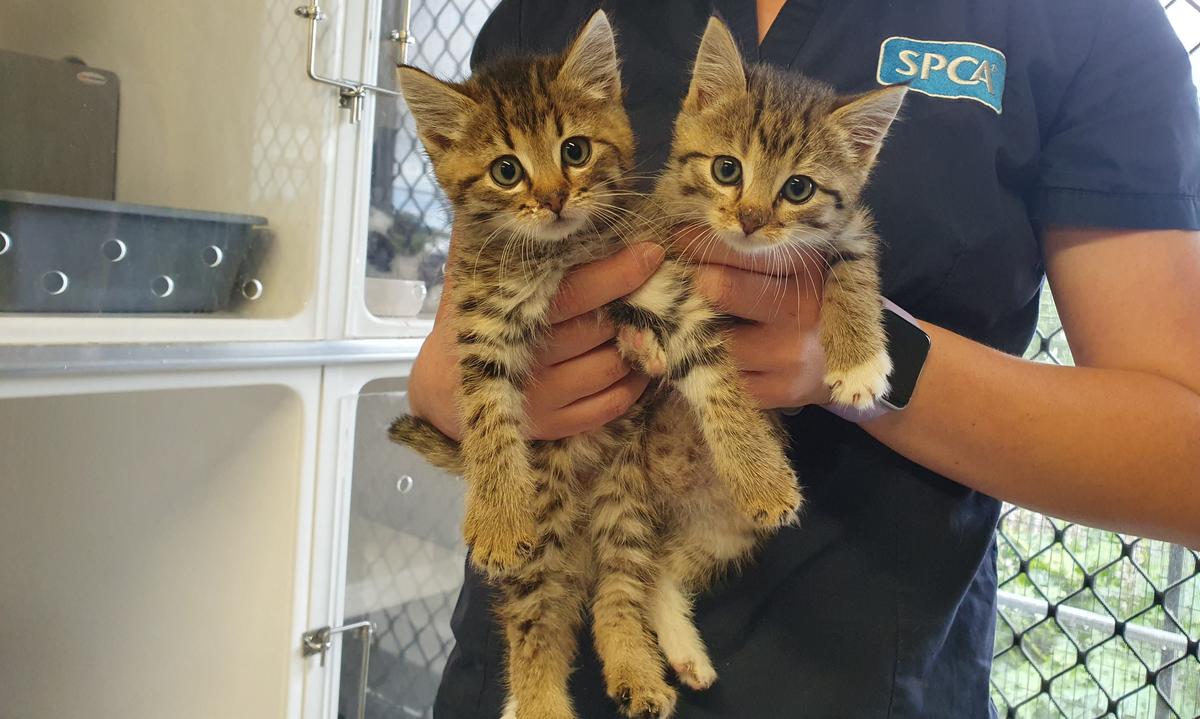 Halfway there: an update on SPCA's two-year desexing campaign