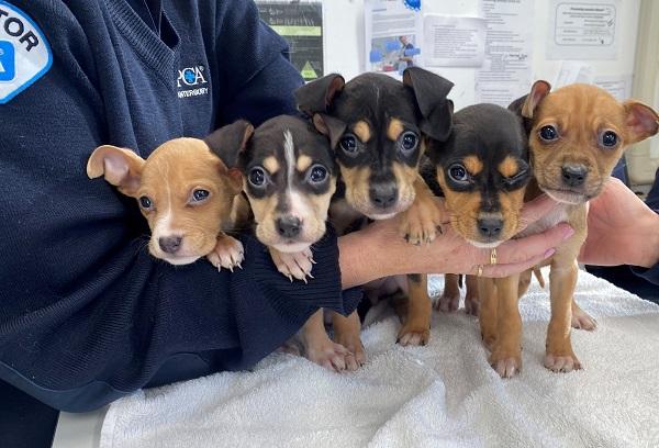 SPCA puppies