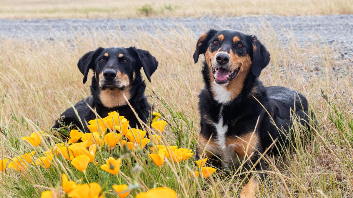 Animal owners called to enter their best pet pictures into SPCA’s ‘Pets of the Year’