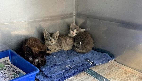 Litter of kittens brought to SPCA