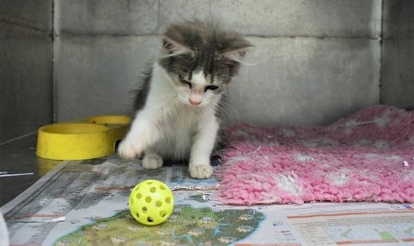 Kitten playing with toy at SPCA