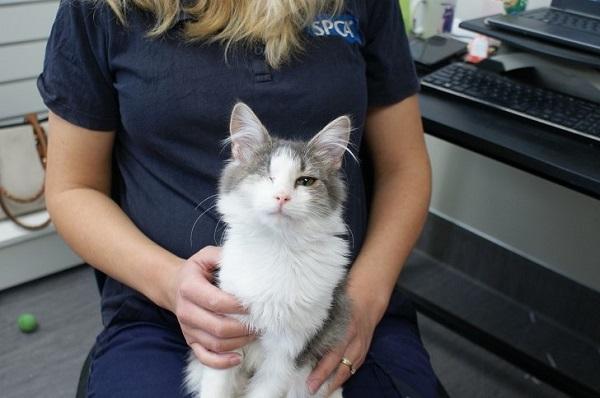 Keira the cat recovering at SPCA