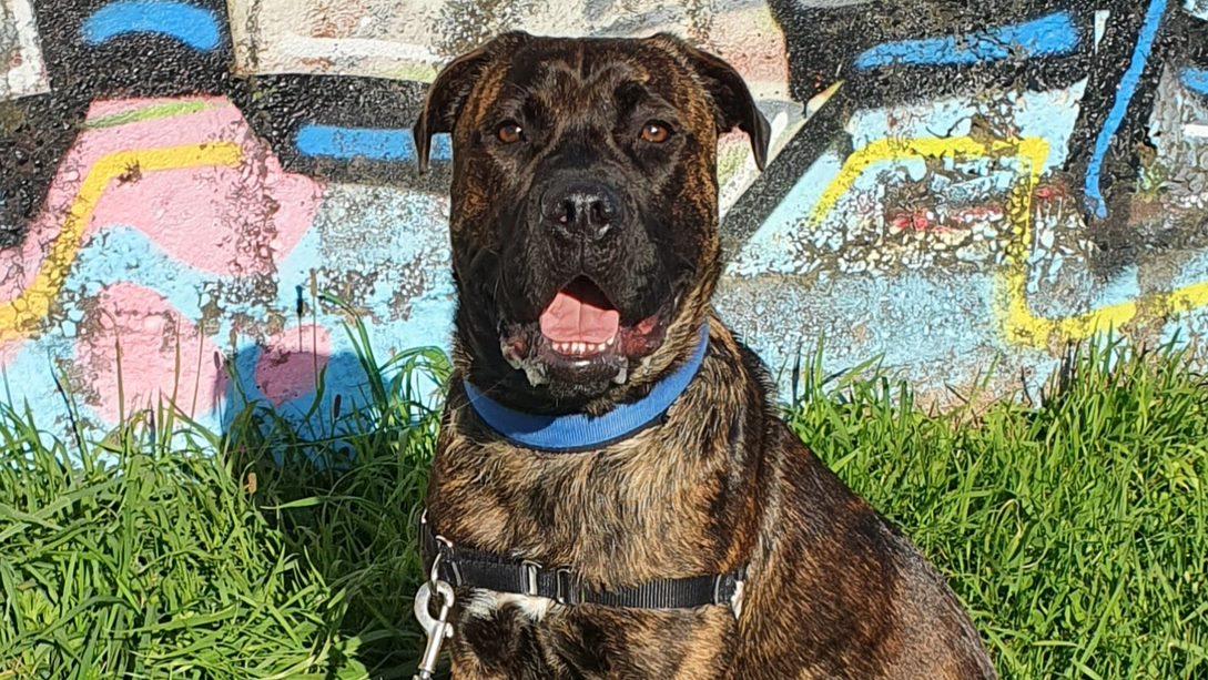 Man sentenced after hitting dog with baseball bat 