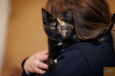 SPCA thrilled with prospect of mandatory desexing for cats in New Zealand 