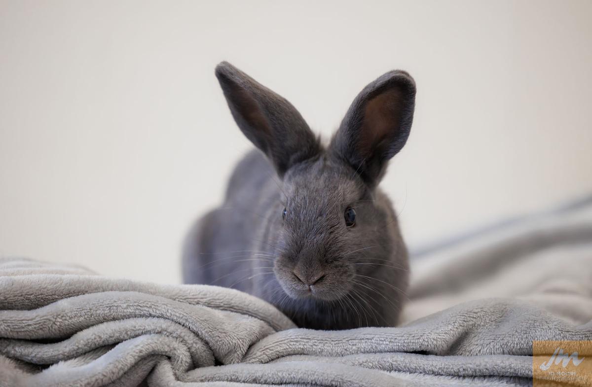 SPCA supportive of a “prompt and substantive review” of all animal welfare secondary legislation  