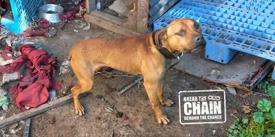 Government drags the chain on improving lives of thousands of dogs