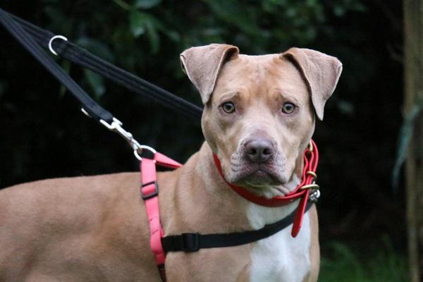 Lavita SPCA Whanganui