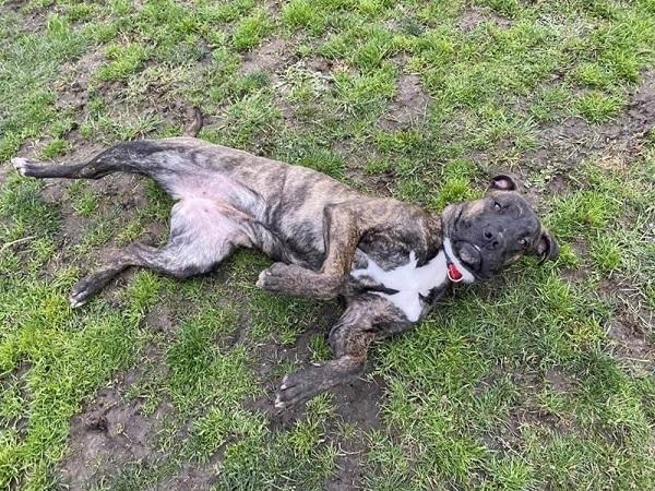 Mayce SPCA Christchurch