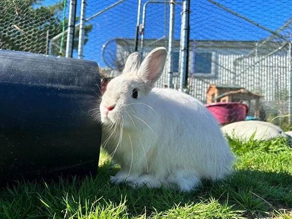 Winry SPCA Greymouth