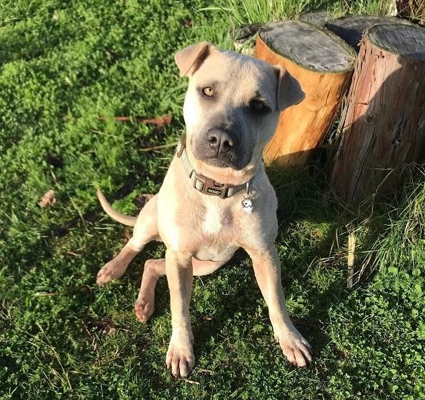 Nellia SPCA Hamilton