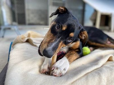 Our lovely long stays looking for their forever home