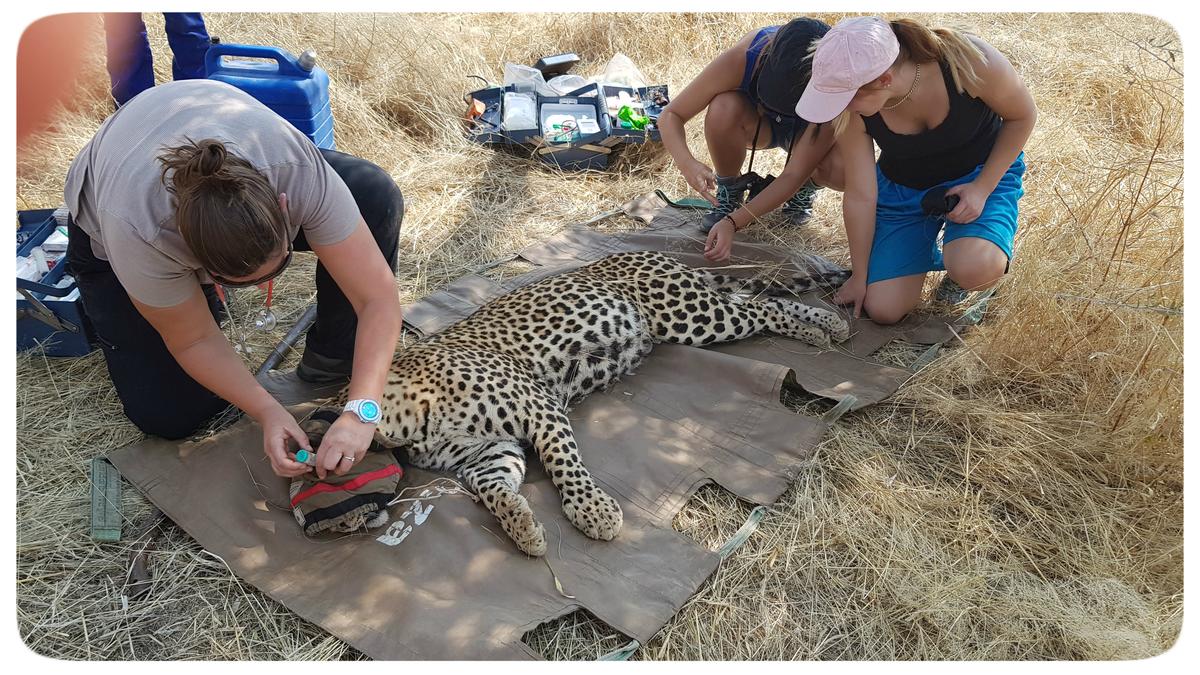 Assisting with a cheetah that a local farmer had trapped