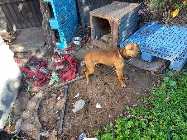 Archie chained dog 