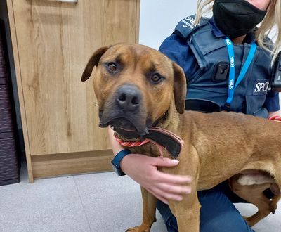 A victim of inaction: Archie’s story 