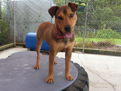 SPCA prosecution: Dog owner sentenced for beating his puppy