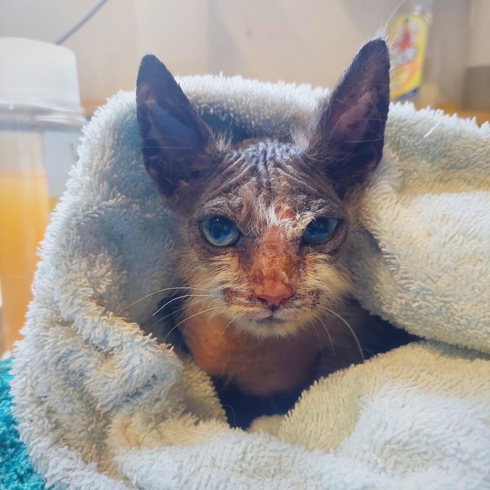 From rescued to rehomed: Kanda's story