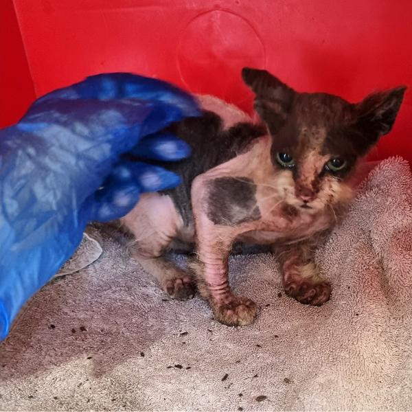 Kitten rescued and brought to SPCA 